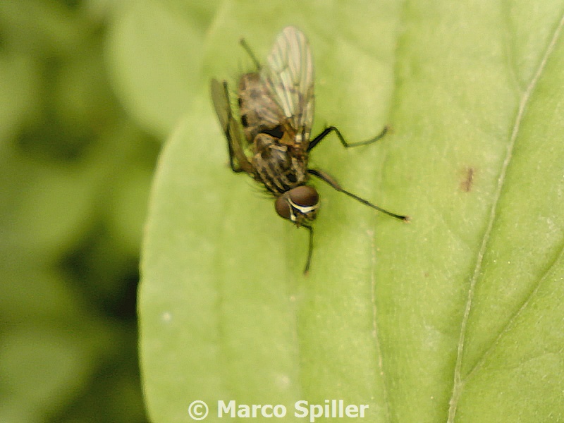 Muscidae (?) da determinare